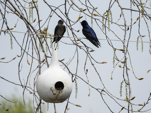 Day 3, Purple Martins & nesting gourd, Pt Pelee