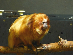 Golden-lion Tamarin (2) - 15 May 2019