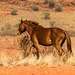 Encounters in the outback - Brumbys