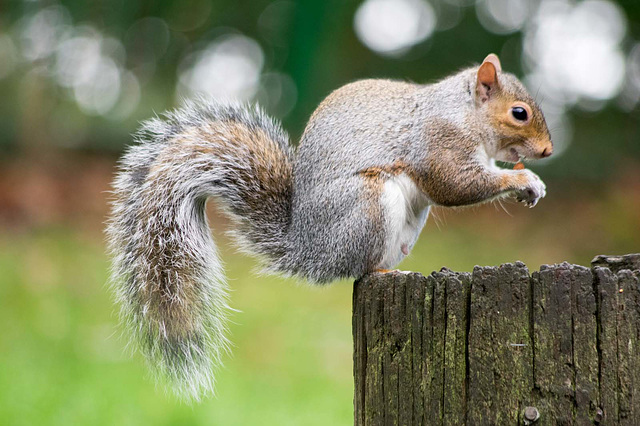 Squirrel at his post