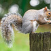 Squirrel at his post