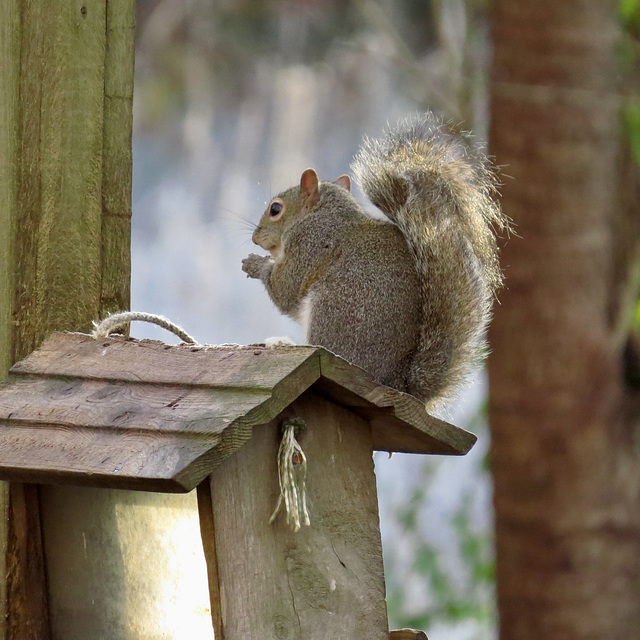 Grey squirrel