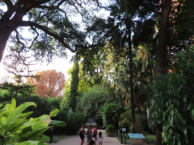 Valencia: Jardín botánico, 1