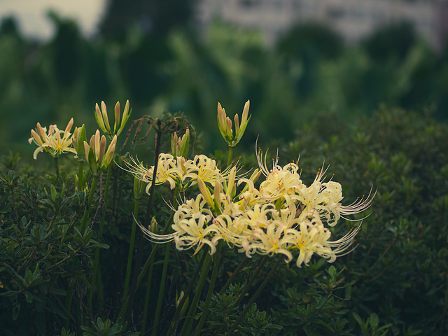 Spider lily