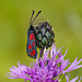 Ein weiteres Rotwidderchen - One more Burnet moth