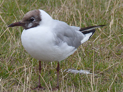 Black-headed Gull (2) - 29 July 2015