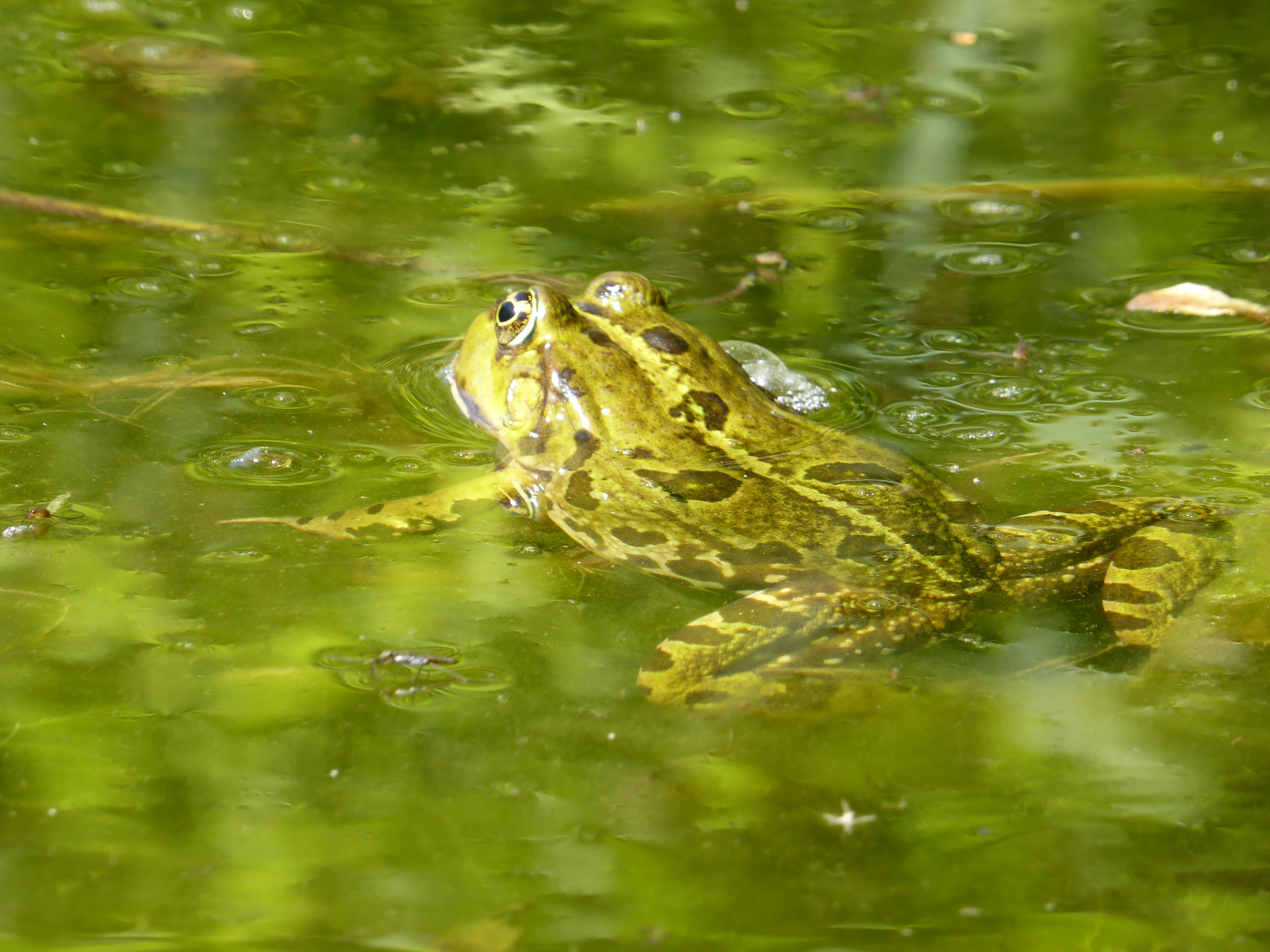 Frosch