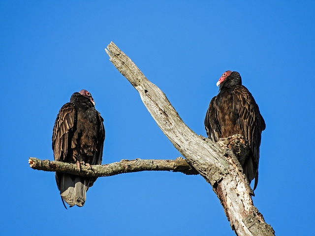 Turkey Vultures, Day 2, Rondeau Provincial Park