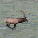 Bull Elk