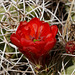 Mojave Mound Cactus