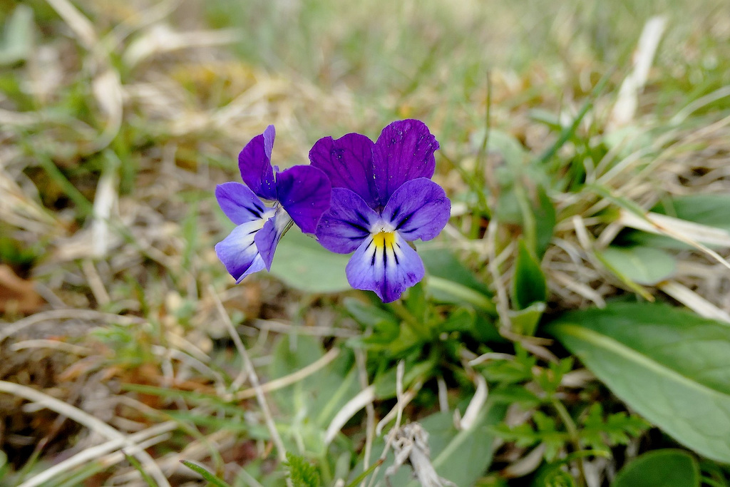 P1097907