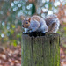Squirrel at its post