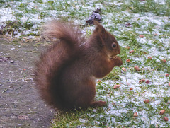 Red Squirrel