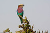 Lilac-breasted roller