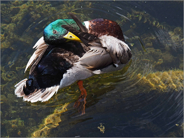 Un colvert qui aime être photographié