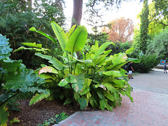 Valencia: Jardín botánico, 2