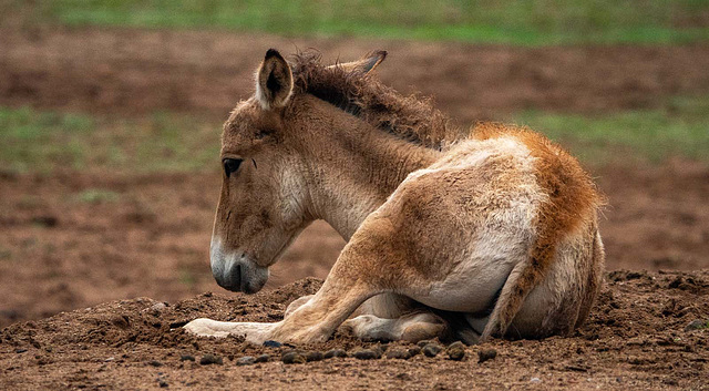 Onager