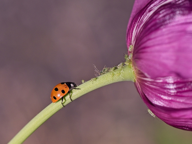 Ladybird on a Poppy Stem