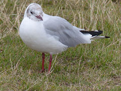 Black-headed Gull (3) - 29 July 2015