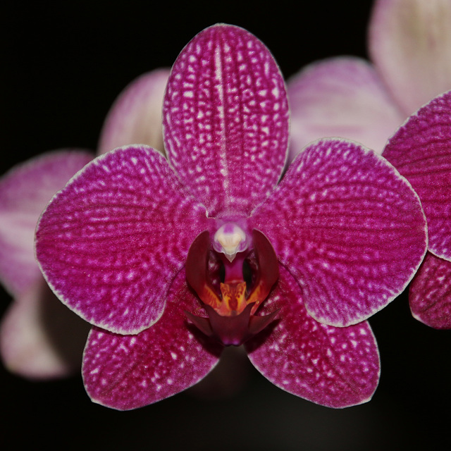 Orchid