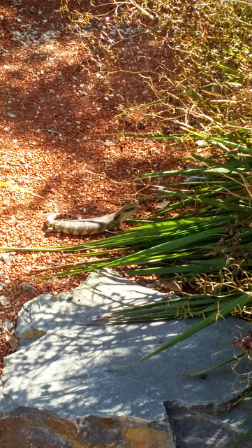 Young blue tongue lizard in our garden