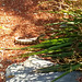 Young blue tongue lizard in our garden