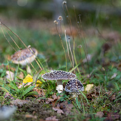 Fliegenpilz