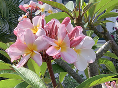 plumeria - walking in Kaimuki