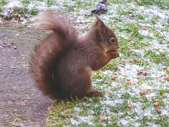 Red Squirrel