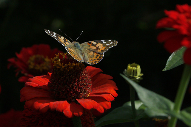 Painted Lady