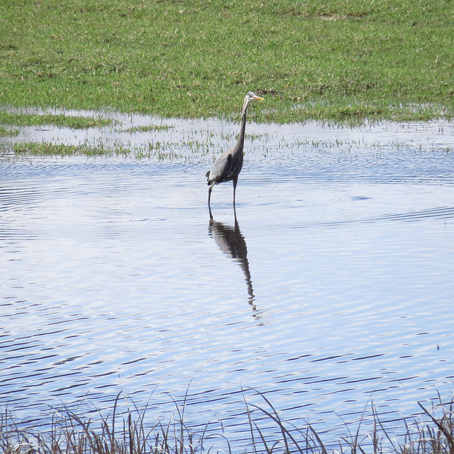 Great blue heron