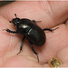 IMG 0610 Beetle