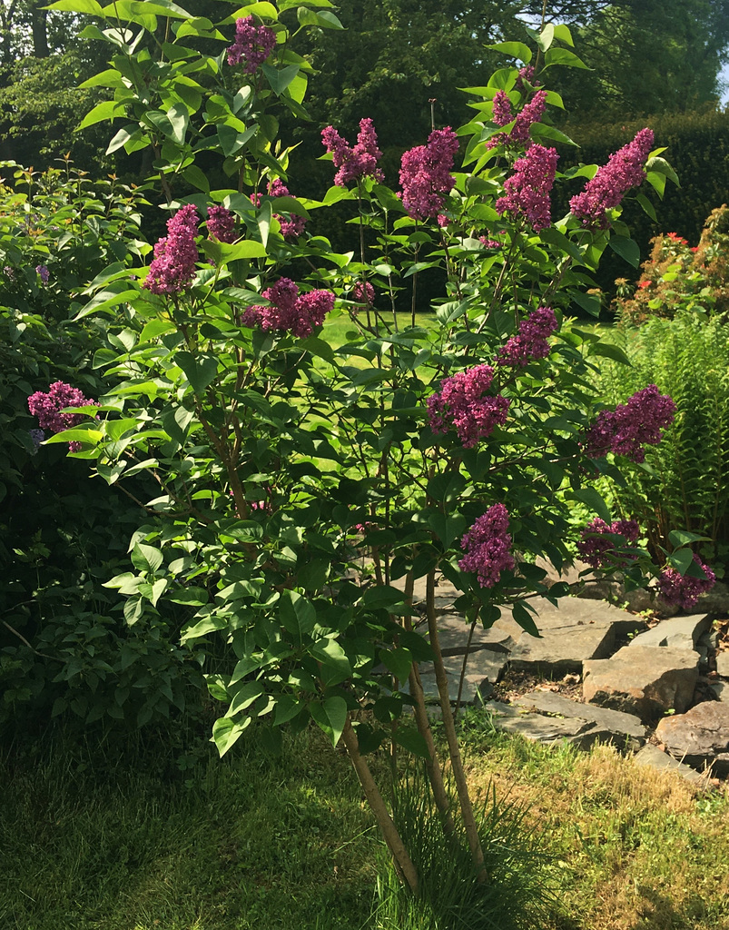 Lilas