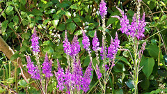 Purple loosestrife