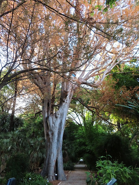 Valencia: Jardín botánico, 3