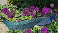 Purple sensation Purple sensation