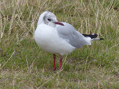 Black-headed Gull (4) - 29 July 2015