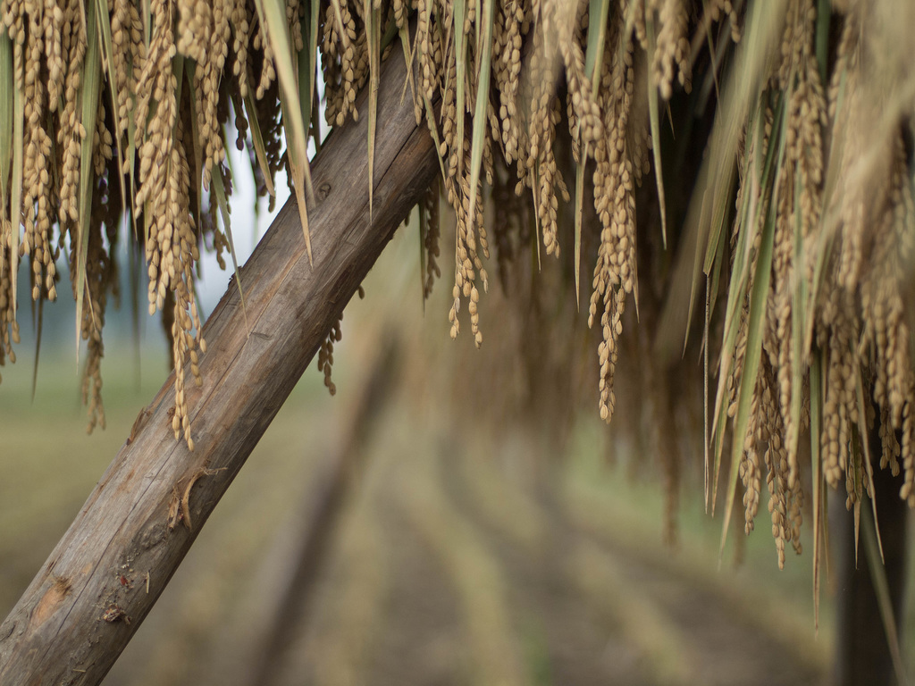 Drying rice