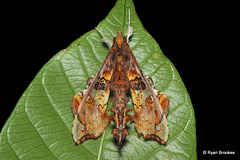 Terastia egialealis (Walker, 1859)