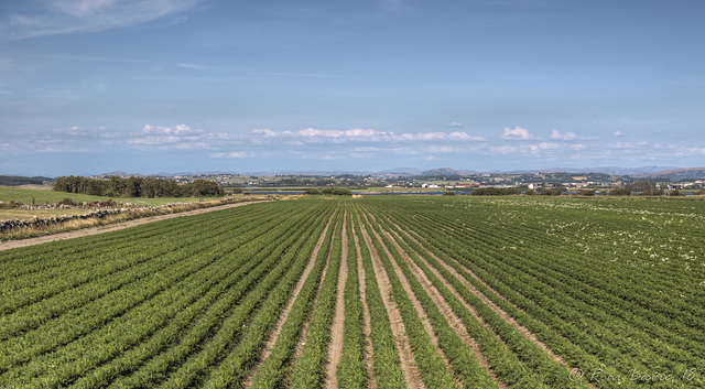 Jæren landscape