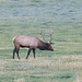 Bull Elk