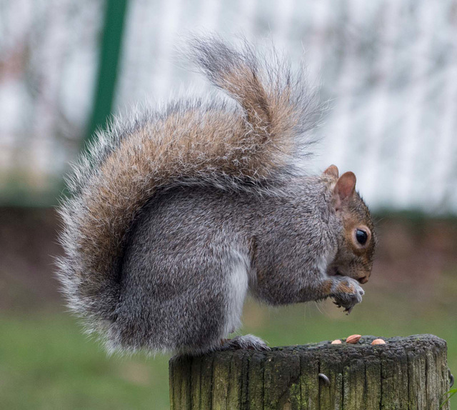 Squirrel balancing (1)