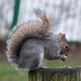 Squirrel balancing (1)