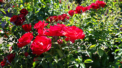 Rose garden display