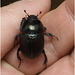 IMG 0619 Beetle