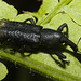 IMG 7270 Weevil-2