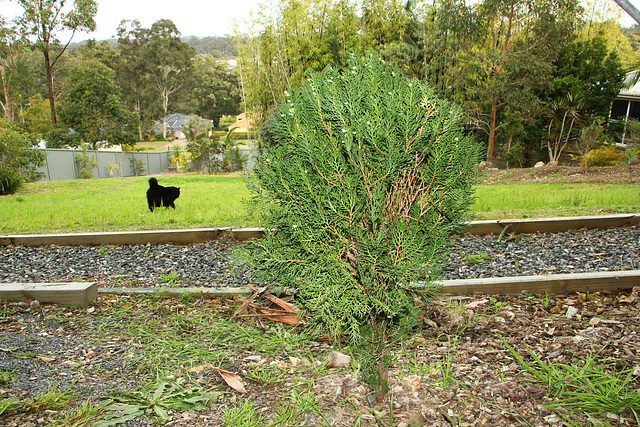small conifer tree small conifer tree