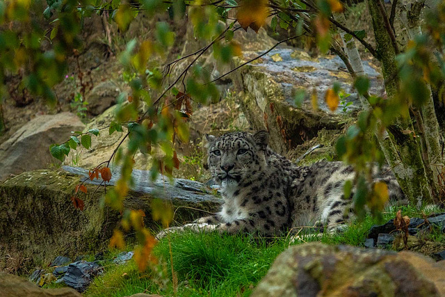 Snow leopard