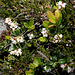 Preiselbeerblüten - fleurs des airelles - flower of the cranberries