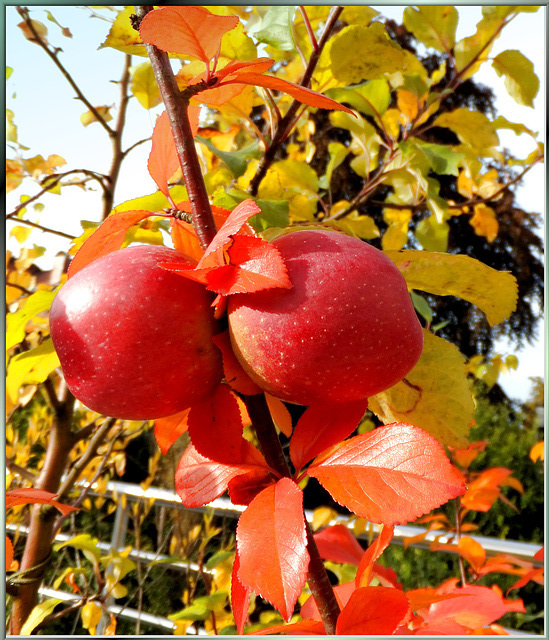 Äpfel am Kirschbaum... Apples on the cherry tree... ©UdoSm